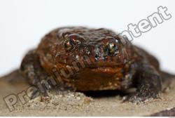 Toad - Bufo bufo